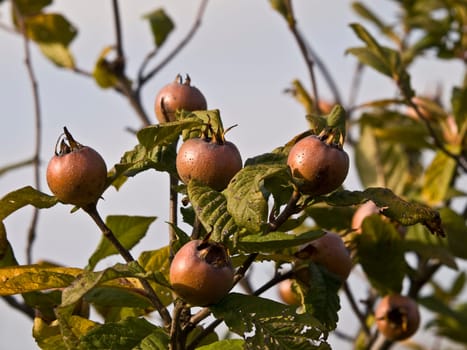 medlar tree with fresh fruits