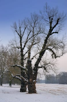 winter or winter snow or winter ice or winter deep snow