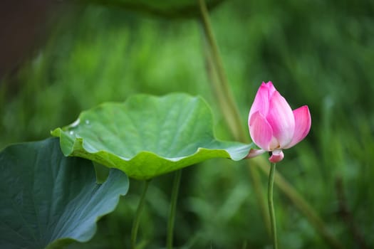 Blooming lotus flower