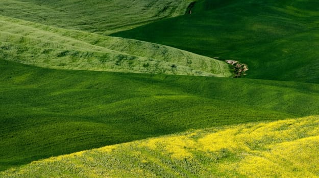 Green tuscany landscape in spring time close up