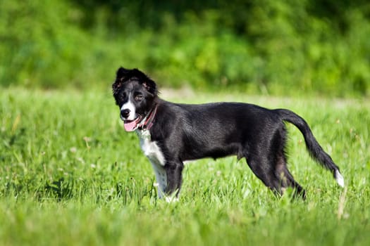 Border collie puppy standing on grass close up