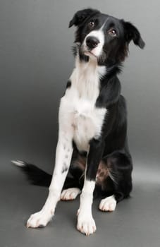 Young border collie standing on gray background close up