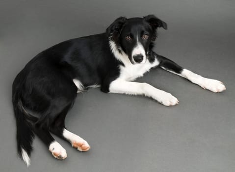 Border collie puppy lying on gray background close up