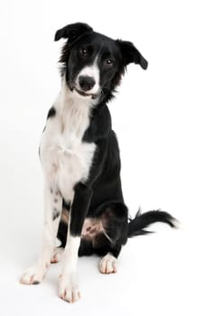 Young border collie sitting on white background close up