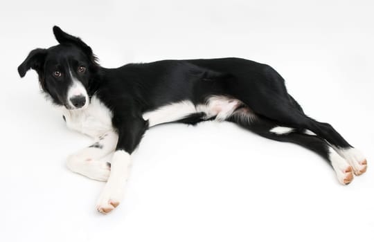 Young border collie lying on white background
