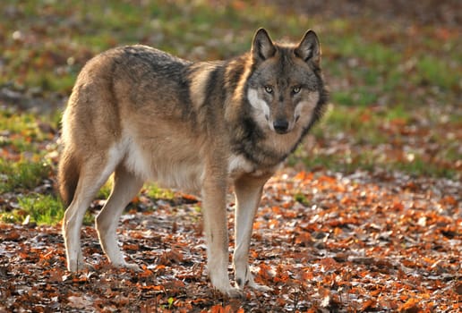 Wolf in autumn