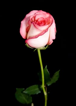 single rose