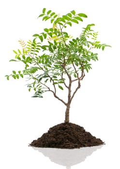 bonsai tree isolated on white close up