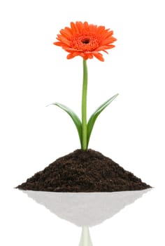 single orange flower isolated on white close up
