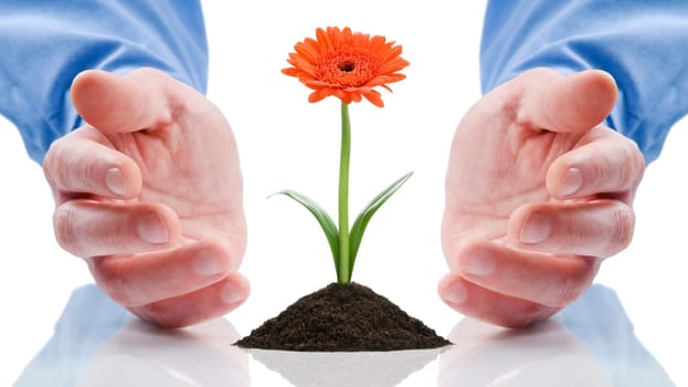 business men holding a flower between hands on white