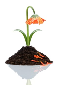 orange flower loosing leaf isolated on white