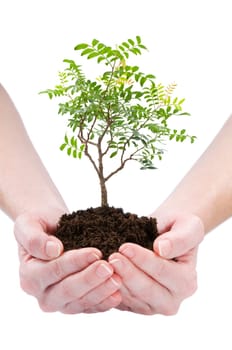a person holding a small bonsai plant isolated