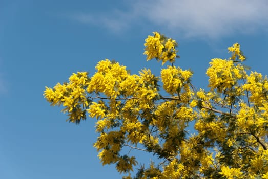 mimosa tree with blue sky