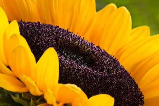 Sunflower close up shoot with shallow depth