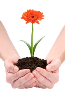 Hands holding flower isolated on white background