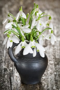snowdrop flowers in a vase close up shoot