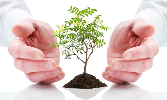 Hands and plant isolated on white background