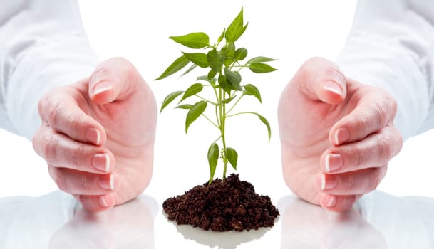 business woman holding a plant between hands on white