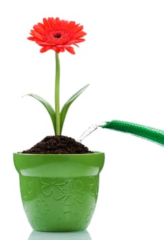 watering the red flower in the pot on white