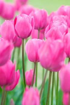 Pink tulips on a field close up shoot