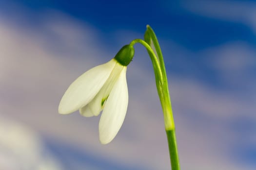 Snowdrops and sky