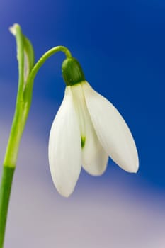 Snowdrops and sky