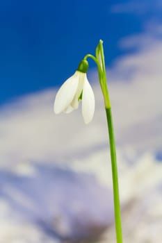 Snowdrops and sky