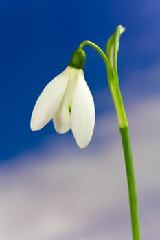 Snowdrops and sky