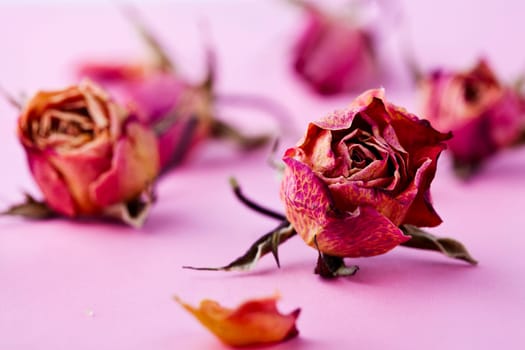 Close-up image for Valentine&#039 s Day of dry roses. Studio shot.