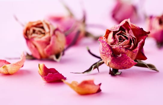 Close-up image for Valentine&#039 s Day of dry roses. Studio shot.