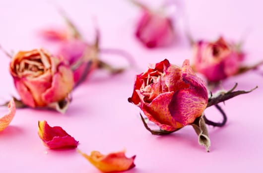 Close-up image for Valentine&#039 s Day of dry roses. Studio shot.