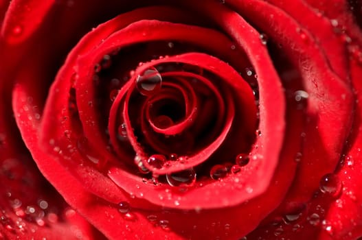 Detail macro wet red rose with strong contrast