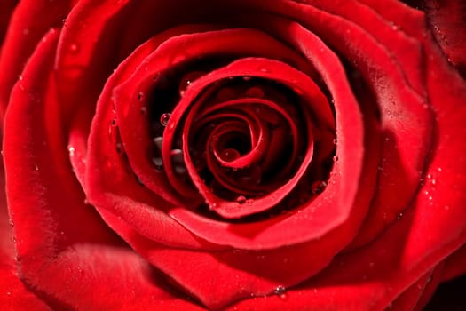 Detail macro wet red rose with strong contrast