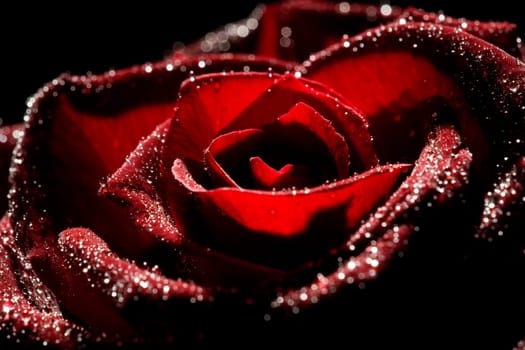 Red rose with strong contrast against black background