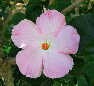 Square shot of a blooming hibiscus flower
