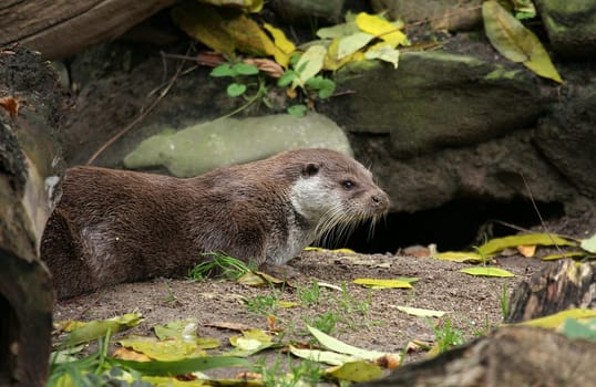 Eurasian river otter