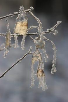 Hoarfrost at seed head