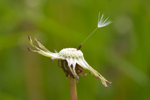 Detail of the last seed on the dandelion