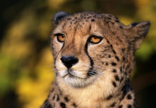 Cheetah
