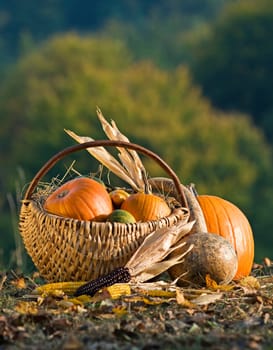 Basket full of pumpkins outside close up