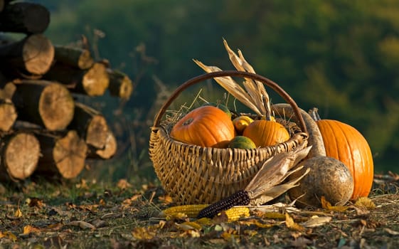 Basket full of pumpkins outside close up