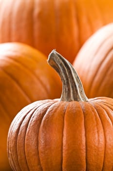 Beautiful orange halloween pumpkin close up shoot