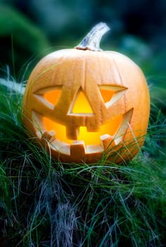 Orange halloween pumpkin on grass close up shoot