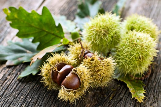 Green chestnuts on wood close up shoot