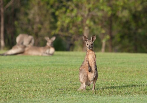 australian eastern grey kangaroos on the grass