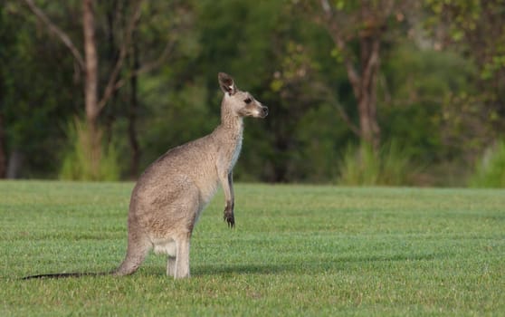australian eastern grey kangaroos on the grass