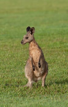 australian eastern grey kangaroos on the grass