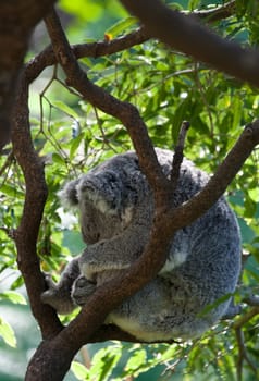 australian koala in a gum tree
