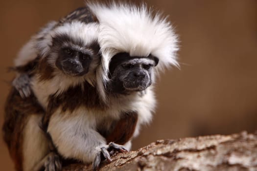 Liszt monkey with cub