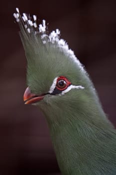 Livingston-Turako